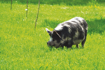 Pigs at St Catherine's Farm