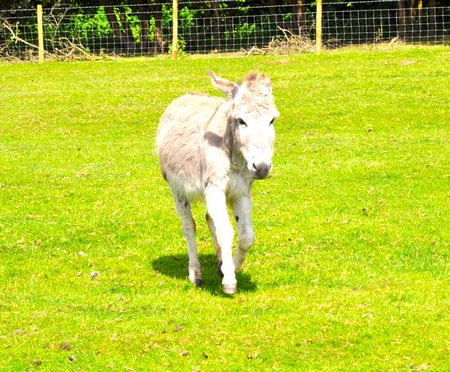 Rescue donkey at St Catherine's Farm