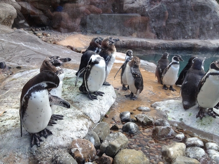 West Midland Safari Park
