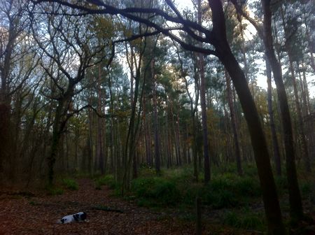 Tiddesley Wood, Pershore